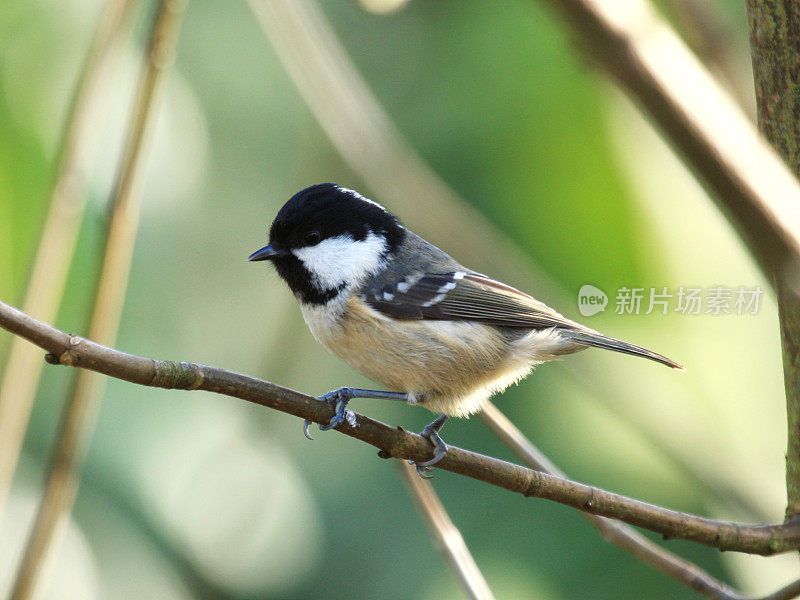 煤雀(Parus water)